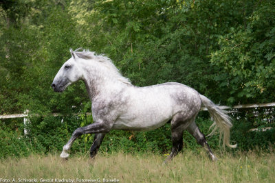 Stallion: Generale Pastorella VII
stud: Kladruby nad Labem