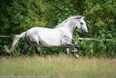 Stallion: Generale Pastorella VII
stud: Kladruby nad Labem
