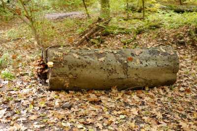 Gallery: The story of a beech trunk
