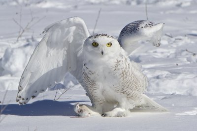 minnesota_snowy_owls