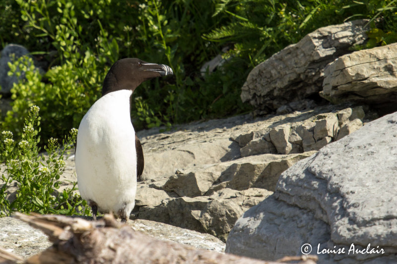 Petit pingouin - Razorbill