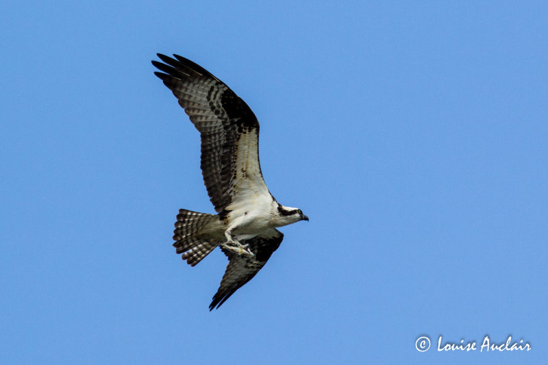 Balbuzard pcheur - Osprey