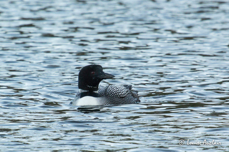 Plongeon huard - Common Loon