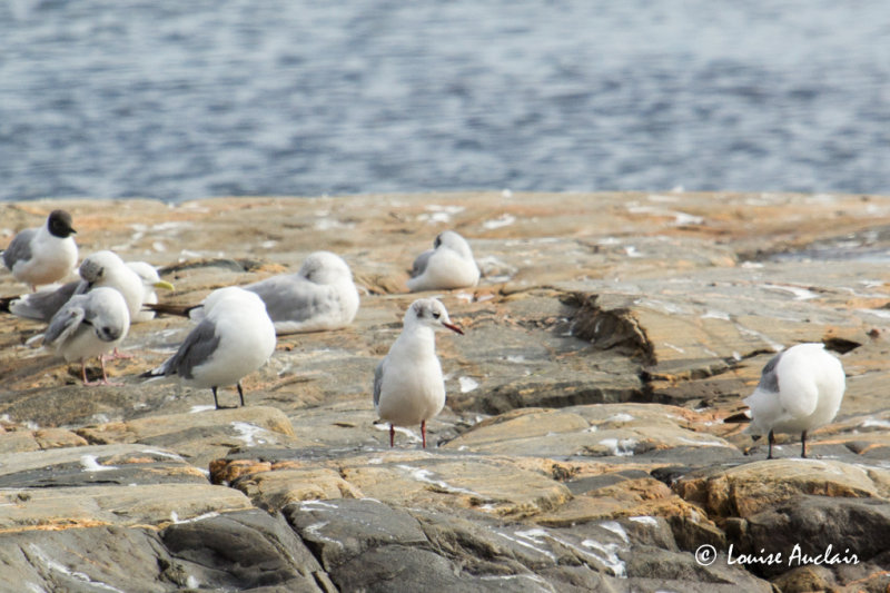 Mouette rieuse - Black-headed Gull