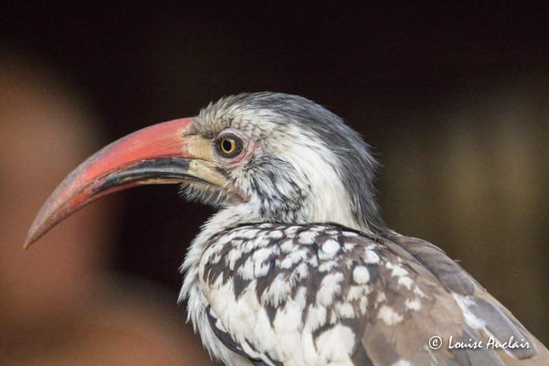 Calao dAfrique du Sud - Southern Red-billed Hornbill