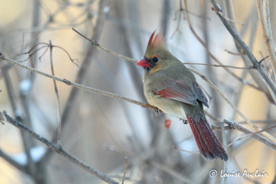 Cardinal rouge Northern cardinal