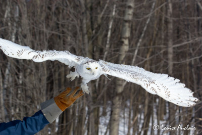 Harfang des neiges -Snowy owl