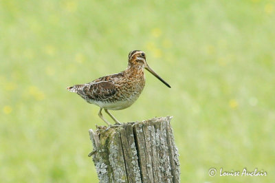 Bcassine des marais- Common snipe