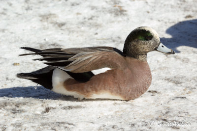 Canard d'Amrique- American wigeon