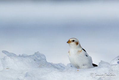 Plectrophane des neiges- Snow bunting