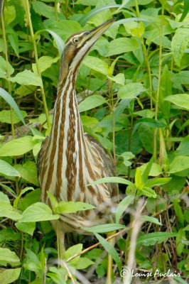 Butor D'Amrique - American bittern