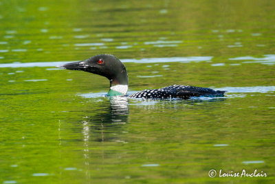 Plongeon huard - Common loon