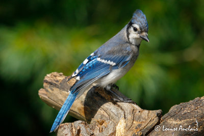 Geai bleu - Blue jay