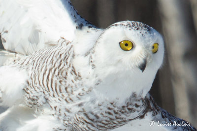 Harfang des neiges - Snowy owl