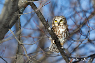 Petite Nyctale - Northern Saw-whet owl