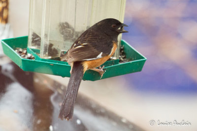 Tohi  flanc roux - Eastern Towhee