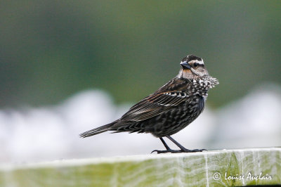 Carouge  paulettes - Red-winter blackbird