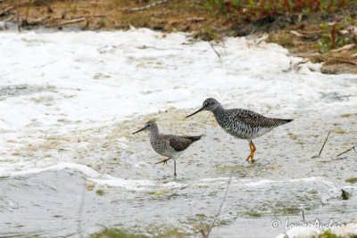 Petit et grand Chevalier - Lesser and Greater Yellowlegs