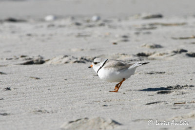 Pluvier siffleur - Piping plover