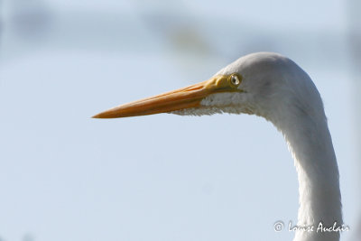 Grande aigrette - Great egret