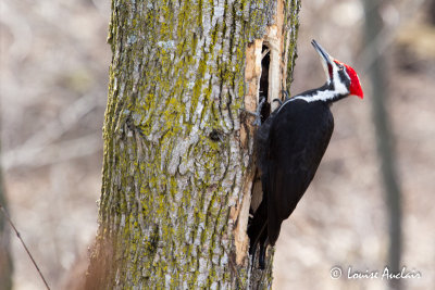 Grand Pic - Pilleated woodpecker