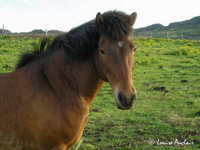 Icelandic horse