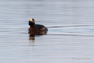 Grebe esclavon - Horned Grebe