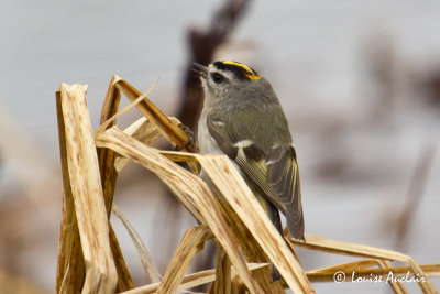 Roitelet  couronne dore - Golden-crowned Kinglet