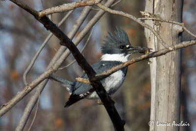 Martin-pcheur d'Amrique - Belted kingfisher