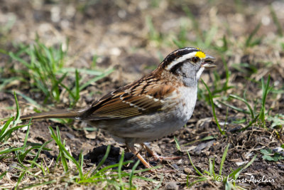 Bruant a gorge blanche -  White-throated sparrow