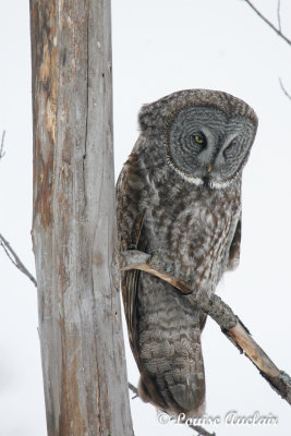 Chouette Lapone. Great Gray Owl