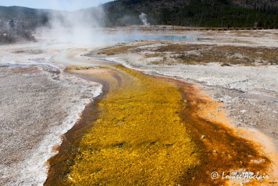 Biscuit Basin Sapphire Pool Thermophiles