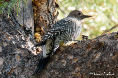 Pic de Williamson.  Williamson's sapsucker