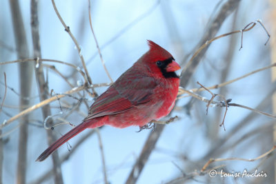 Cardinal rouge.  Northern cardinal