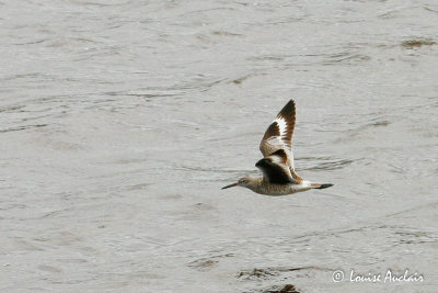 Chevalier semipalm  Willet