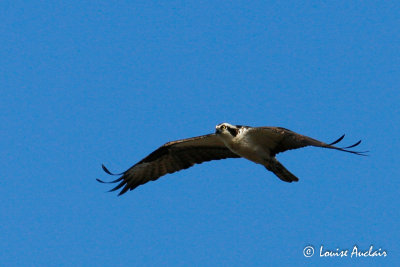 Balbuzard pcheur Osprey