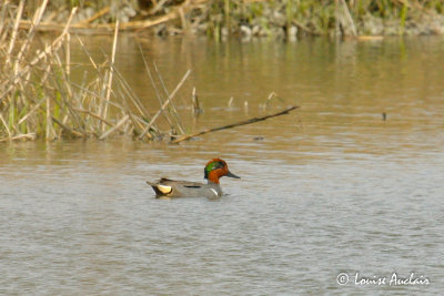 Sarcelle d'hiver Green-winged teal