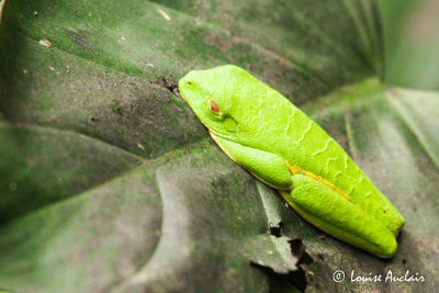 Grenouille aux yeux rouge. agalychnis callidryas