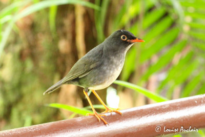 Grive ardoise - Slaty-backed Nightingale