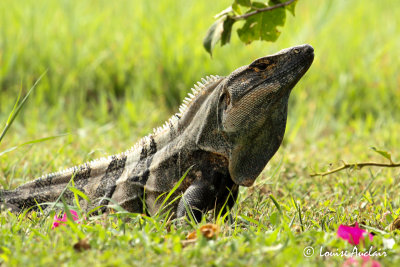 Iguane