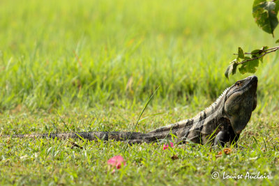 Iguane