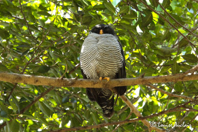 Chouette  lignes noires - Black-and-White Owl