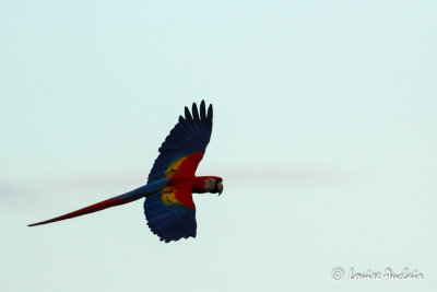 Ara rouge - Scarlet Macaw