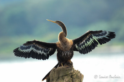Anhinga dAmrique - Anhinga