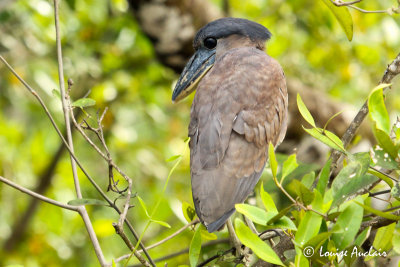 Savacou hupp - Boat-billed Heron 
