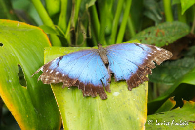 Morpho