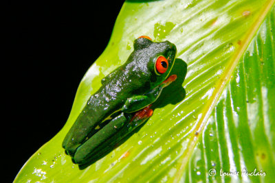 Grenouille aux yeux rouge