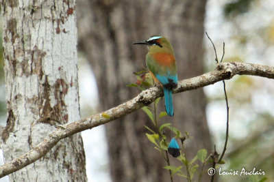 Motmot  sourcils bleus - Turquoise-browed Motmot