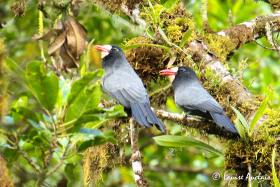 Barbacou  front blanc - White-fronted Nunbird