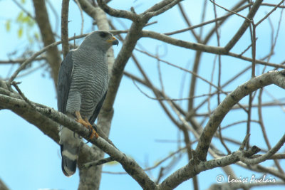 Buse cendre - Gay-lined Hawk